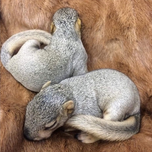squirrels